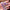 Emperor Fancy Set – Royal Boldness