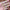 Emperor Fancy Set – Royal Boldness